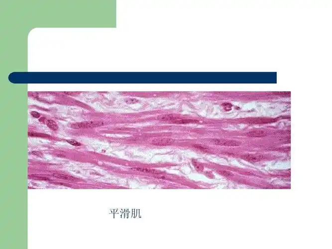 平滑肌