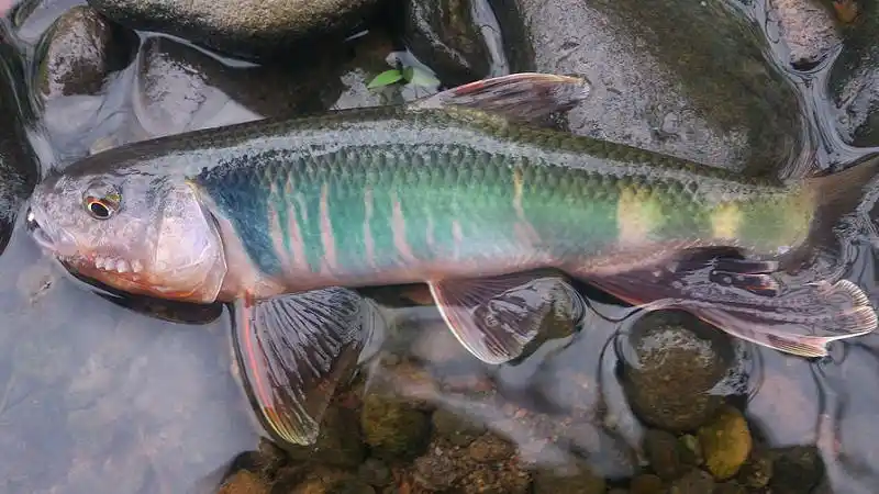 这鱼只生活在清澈水域,肉味极为鲜美,我们叫"溪哥"