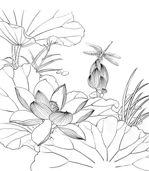 素材| 一组工笔白描荷花33图 值得收藏临摹