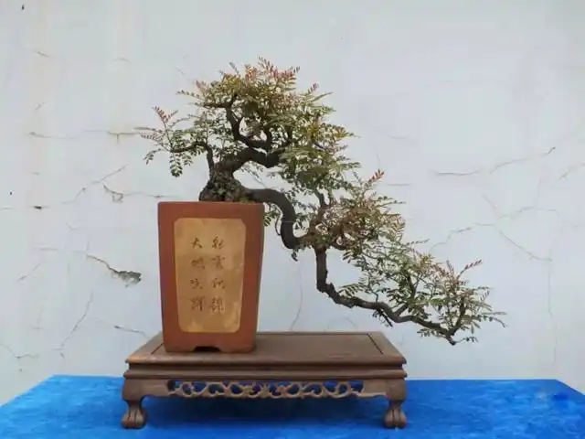 正宗云南野生红芽清香木盆景老桩客厅阳台办公室盆景