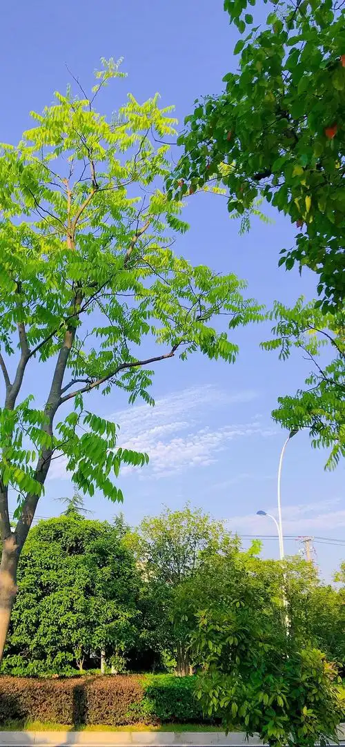 夏天的阴凉地,树下