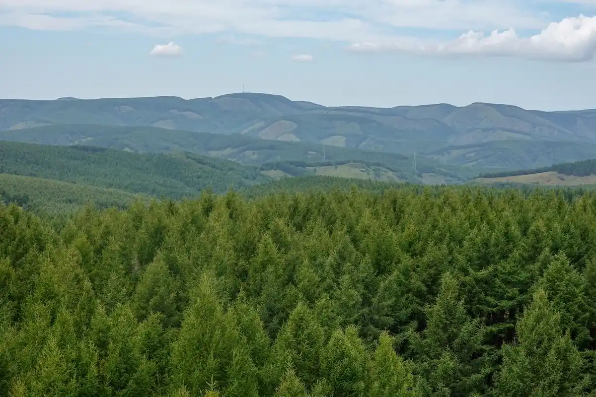 塞罕坝位于河北承德,是千年历史的风景名胜区,是中原通往漠北的重要
