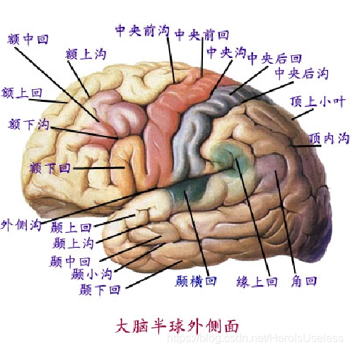 隆起(脑回,gyri),凹槽(称为沟和裂,sulci和fissure),这一结构沟么脑