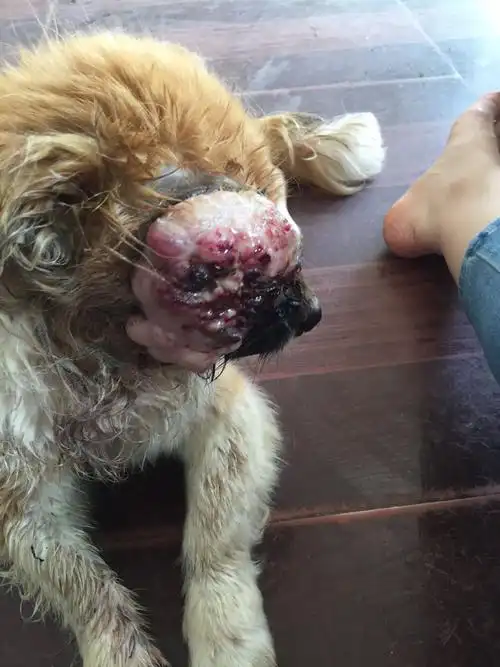 我家狗狗被蜱虫咬伤,求大神帮忙看下还能治吗?