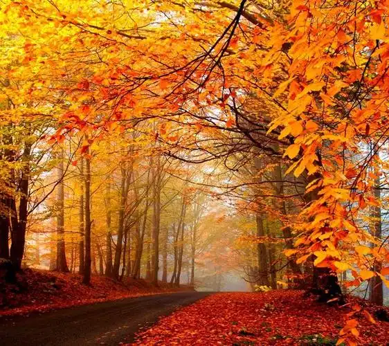 想留学加拿大dse考试助你一臂之力