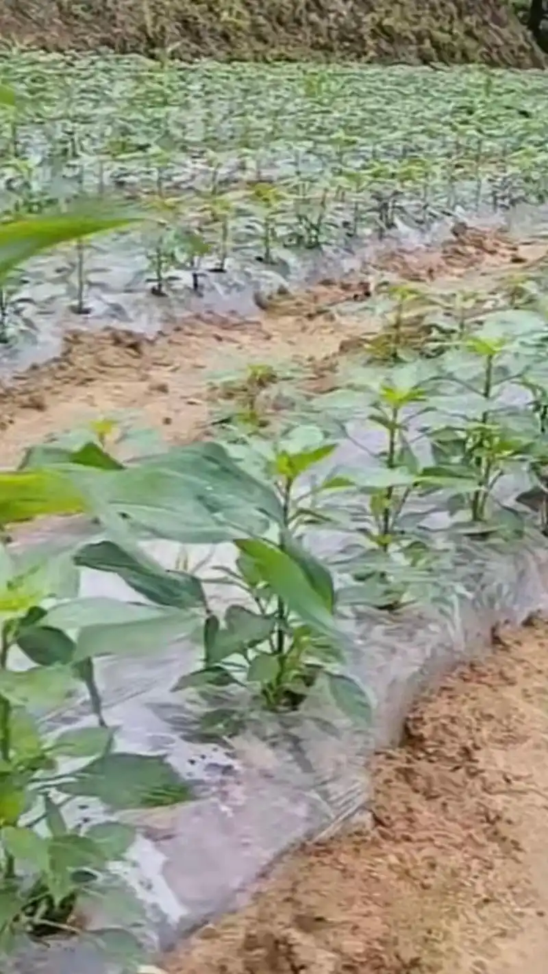 我要上热门 由于今年气温偏低,阴雨天时间长,辣椒幼苗生长缓 - 抖音