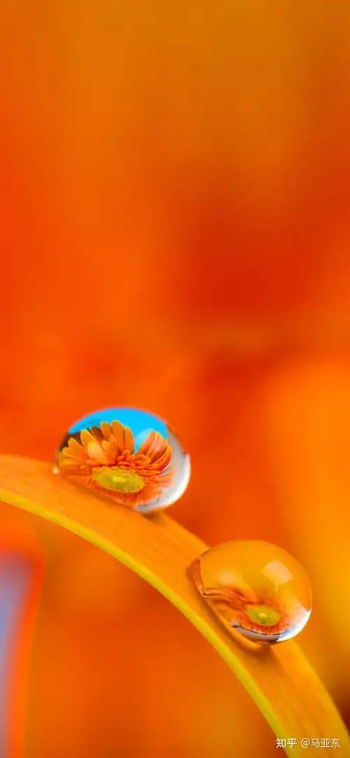 美丽的一枝花手机壁纸 - 知乎