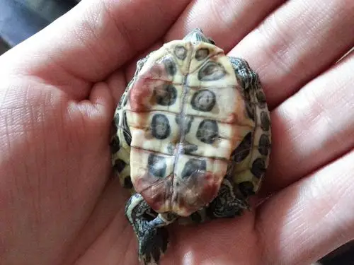 乌龟的腹部有红血块