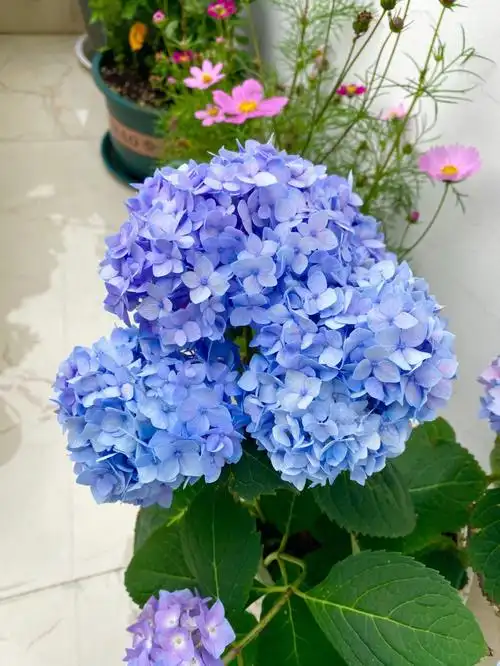 绣球  #绣球花  #绣球花养护  夏天一定要拥有一颗绣球呀