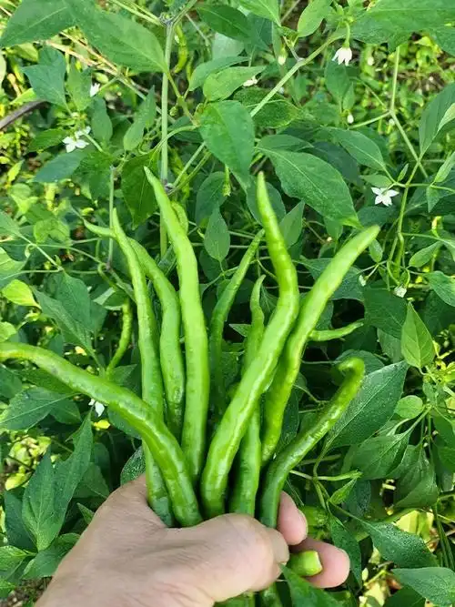 本地辣椒江西宜春万载青椒保鲜1斤包邮辣椒