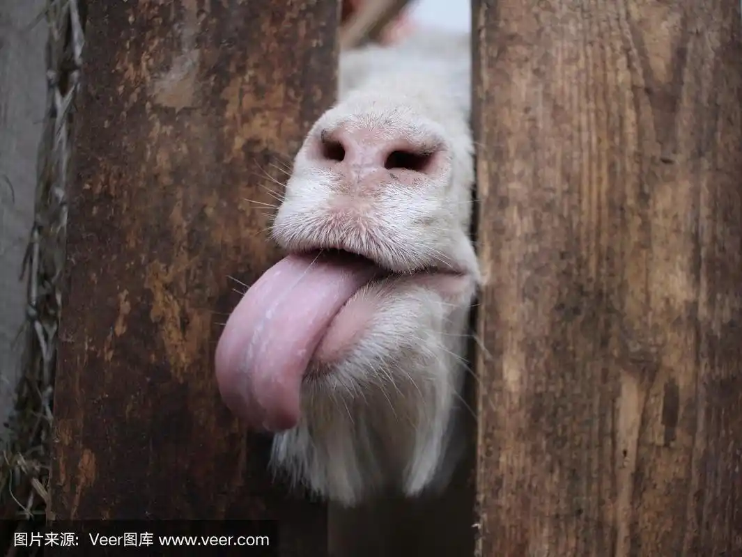 白山羊用它的嘴把舌头伸到篱笆上,有趣的动物