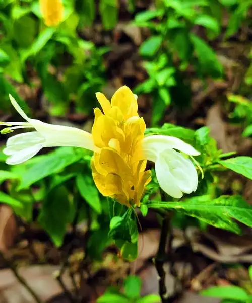 金苞花虾衣花傻傻分不清