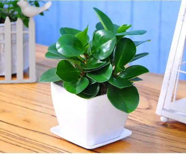 武汉高端品种金边青叶吊兰绿植盆栽,水培不死懒人必备,同城送货