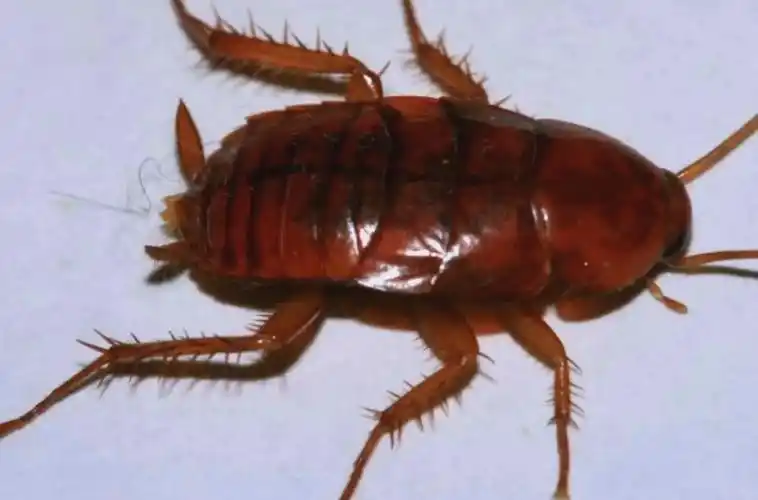 油炸蟑螂:意外的美味发现 🍤