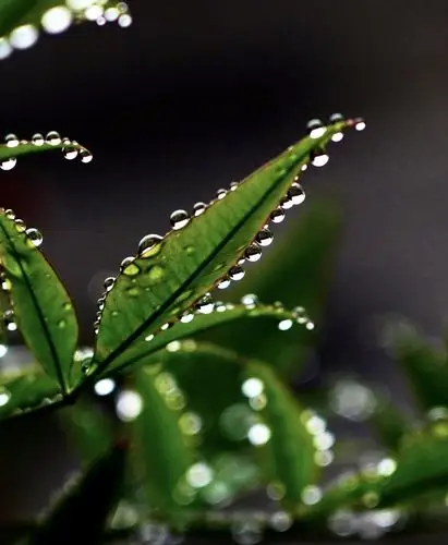 细雨绵绵,我家小院里自有雨中美景