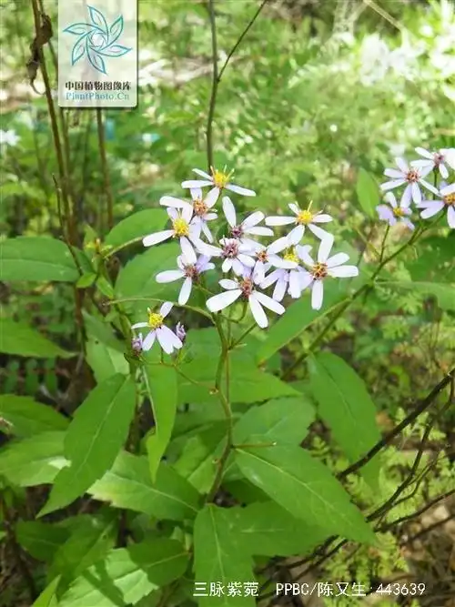 为多年生三脉紫菀草本植物. /p> p>湖南