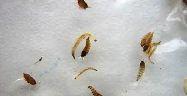 金秋野外游玩,昆虫叮咬要注意孙悟空断头再生的能力,可能师从海蛞蝓远