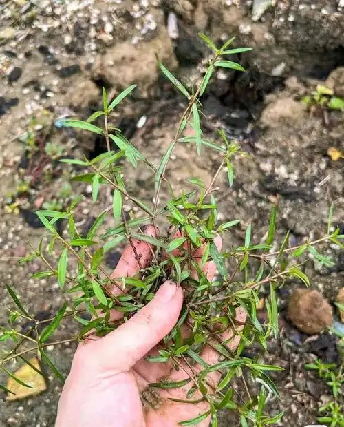 白花蛇舌草还具有抗菌提高人体免疫力的功能2白花蛇草有杀死人体肿瘤