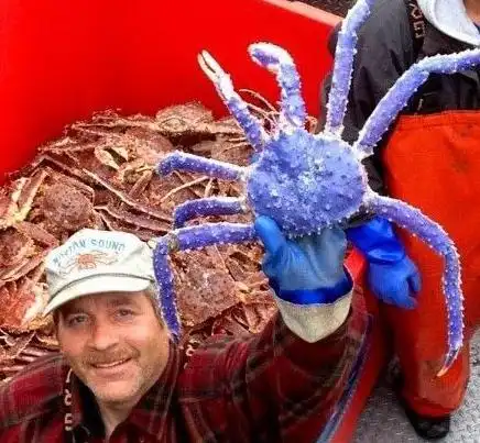 另外我国常见到的帝王蟹主要有三种,红色帝王蟹,蓝色帝王蟹,还有一种