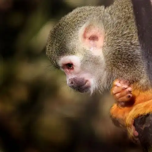 common squirrel monkey 02 by s