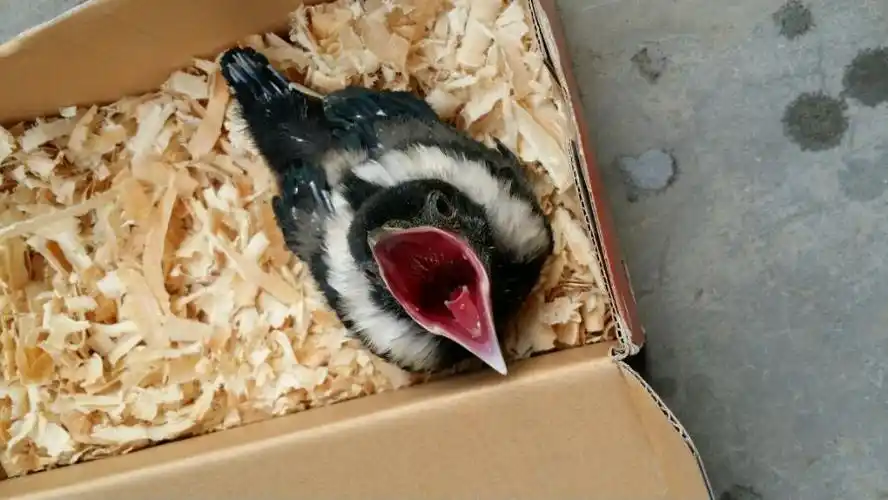 今天就和大家说一说雏鸟的八哥我们应该如何喂养?