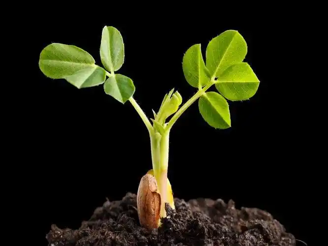 黑色背景下从土壤中发芽的花生种子