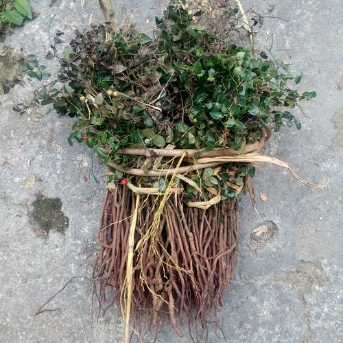 虎刺中药材全草盆栽新鲜老鼠刺干货鸟不踏黄鸡脚根煲汤绣花针包邮