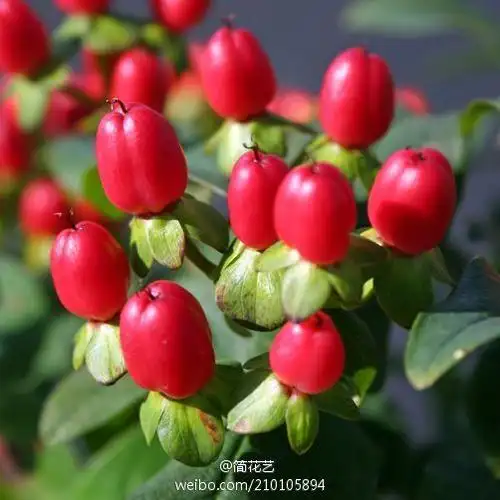 金丝桃(hypericum),作为切花运用在插花中的是金丝桃的果子,果形卵圆