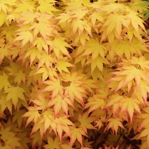 枫树迷简单几步让枫树达到最佳观赏效果