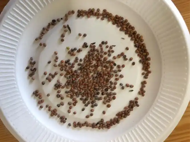 延庆区第六幼儿园中三班春耕节——种子的秘密