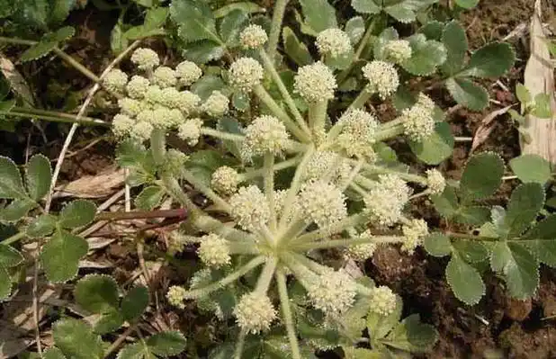 沙参种类图片(2)