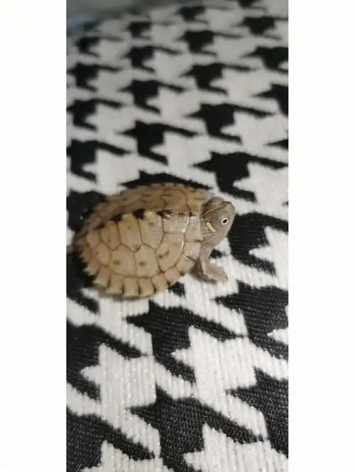 有入两只小龟苗地图龟西锦龟地图感觉很有潜力股