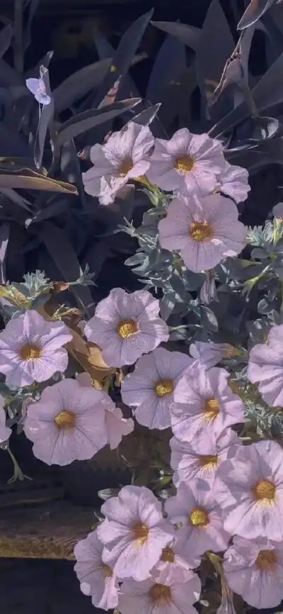 小红书神仙壁纸