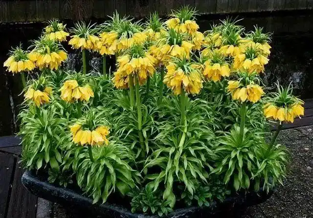 花贝母,少见又漂亮的球根花卉,比百合好养,盆栽地栽都美艳!_网易订阅