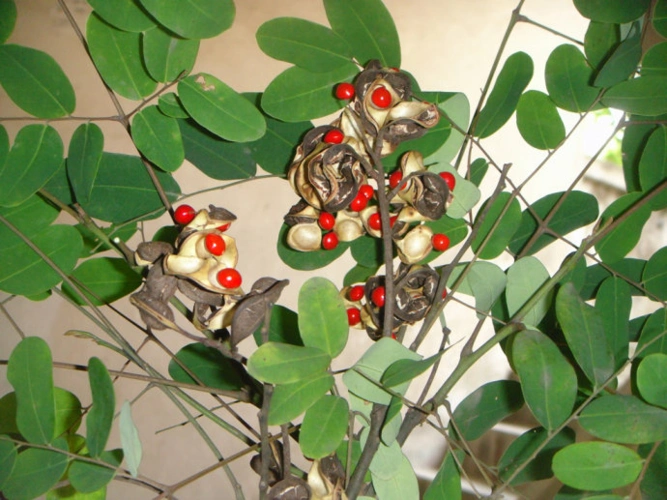 有树有果的海红豆树