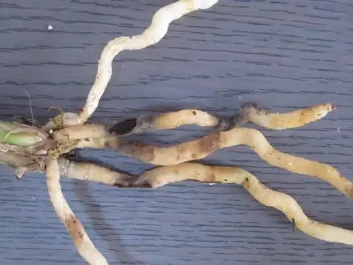 根黑了是病害还是虫害