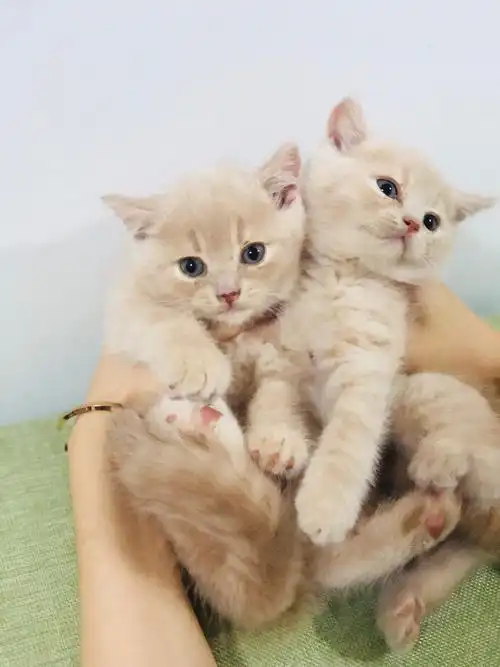 英短乳色弟弟,胖虎可爱,寻粑粑麻麻