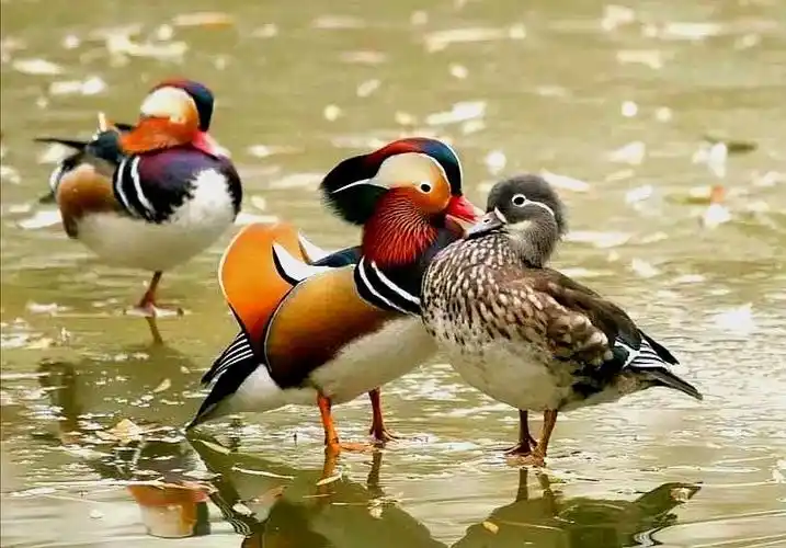 含情脉脉的对望