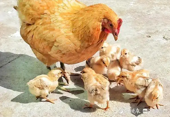 咯咯咯,母鸡带着小鸡觅食