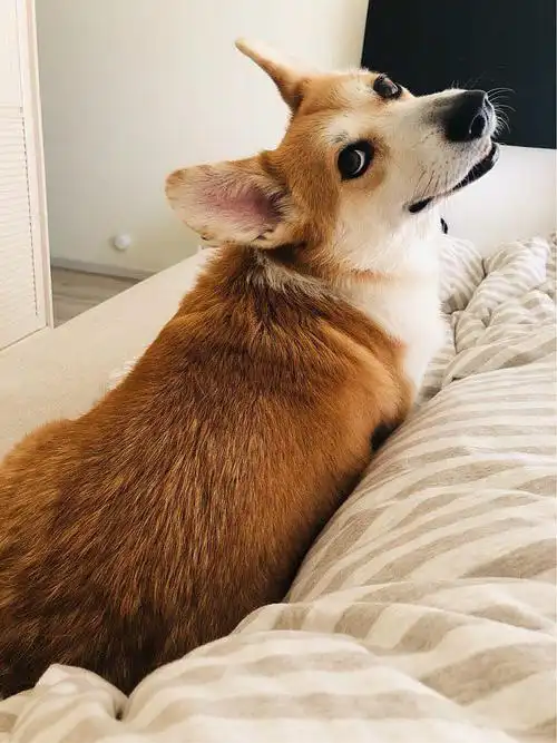 柯基日常美图分享_高清柯基图片大全