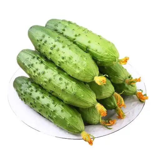 水净园 东北爽脆旱黄瓜