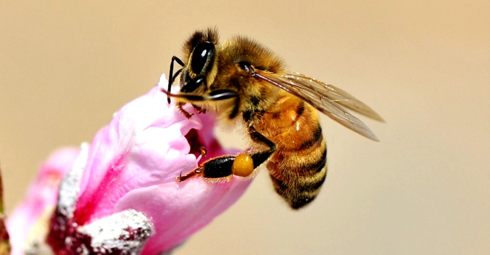 蜜蜂腿上包裹着收获蜜团.