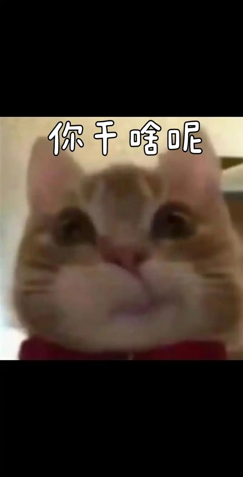 你干啥呢#歪嘴小猫表情包 #腼腆害羞内向社恐文静小女生 - 抖音