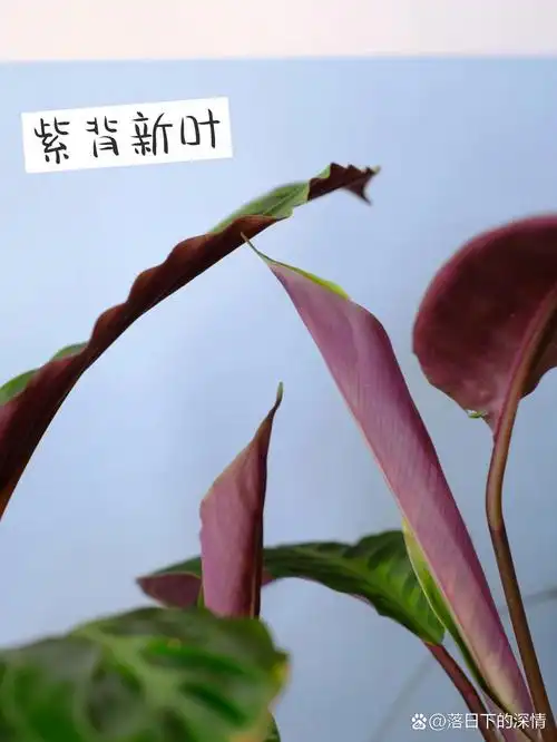 今日分享|紫背天鹅绒竹芋