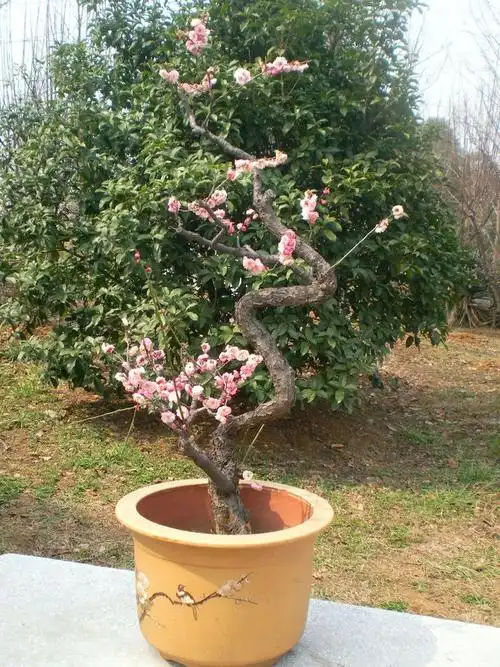 玉蝶龙游型 - 深涧幽草 - 764507627 的博客