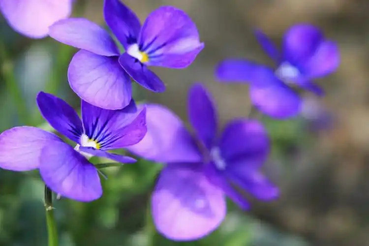 紫色小花 - 花粉漫谈e花一世界 花粉俱乐部