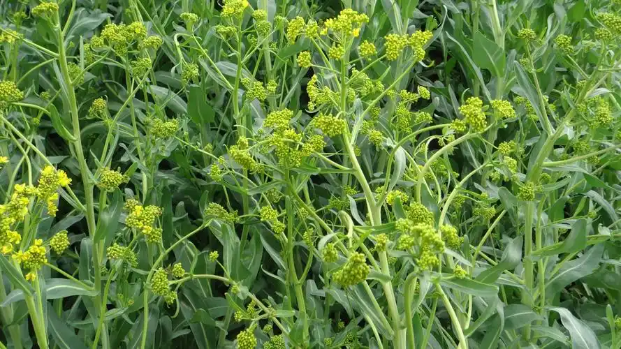 板兰根为十字花科植物,药用根和叶,有清热解毒,凉血的功效,对治疗流行