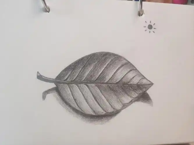 素描-一枚小叶子
