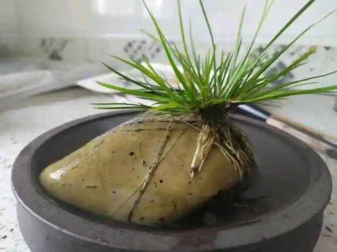 鱼缸里养什么植物好,旧大水缸养什么植物好-柠檬ai自媒体