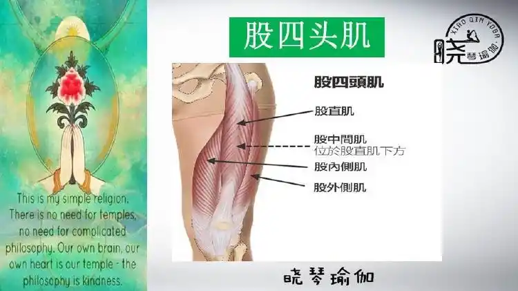瑜伽解剖41 股四头肌 晓琴瑜伽微课堂